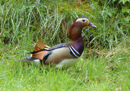 duck